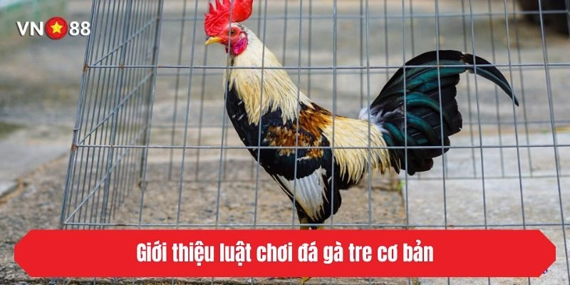 Giới thiệu luật chơi đá gà tre cơ bản