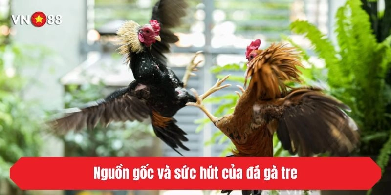 Nguồn gốc và sức hút của đá gà tre